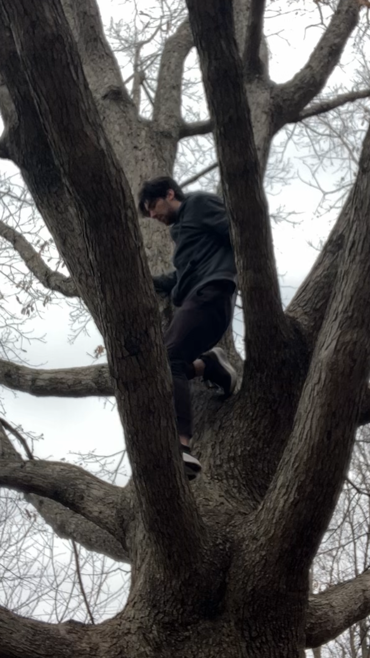 Rudra descending a white oak tree